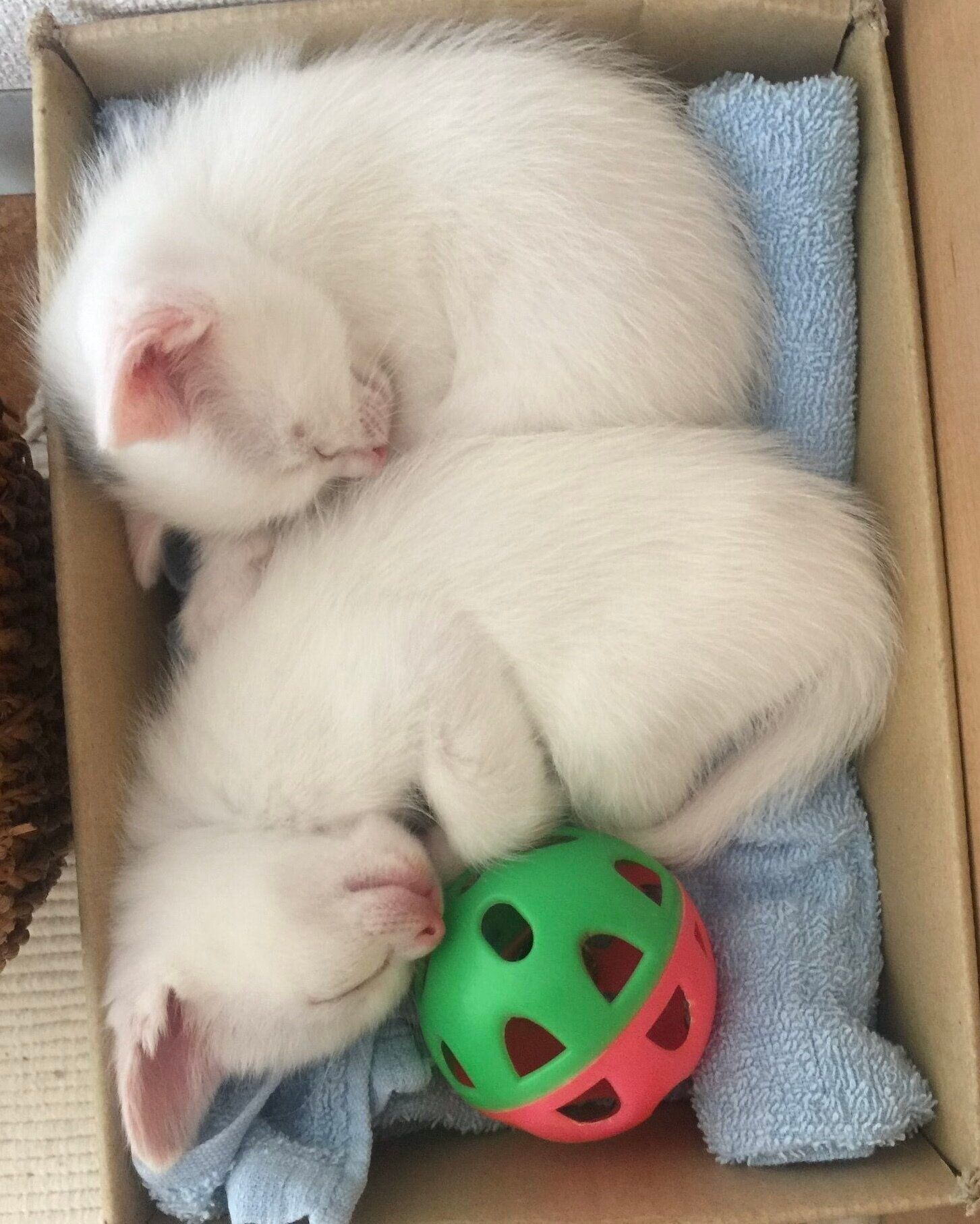 安心したように眠る2匹