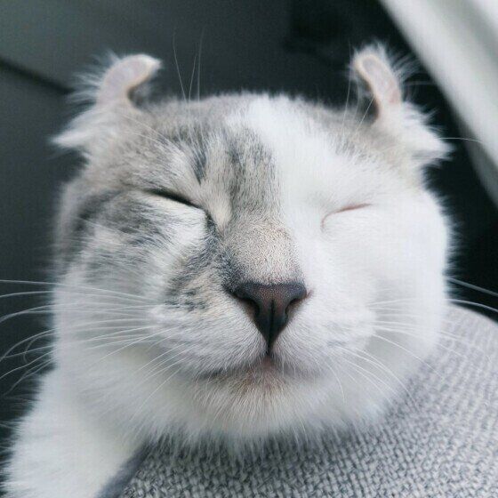 眠るマンチカール