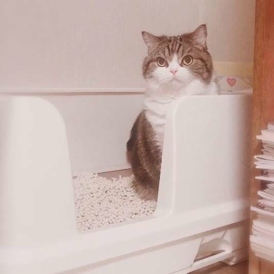 トイレ中の猫