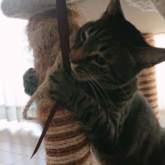 MIX　キジトラ　玄くん