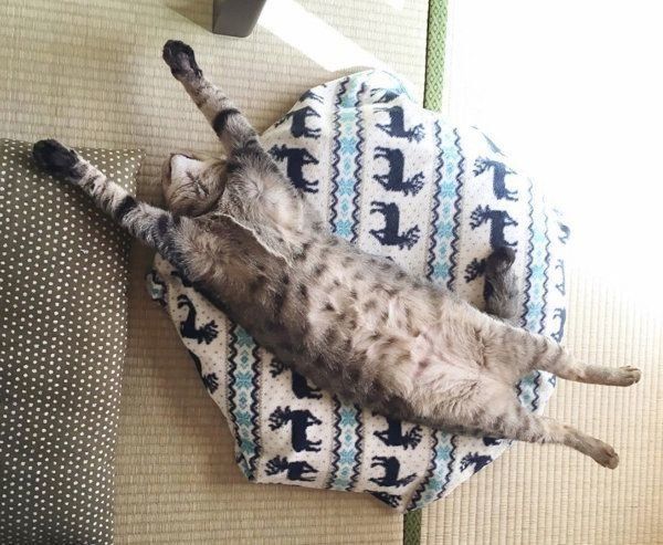 バンザイ寝する猫