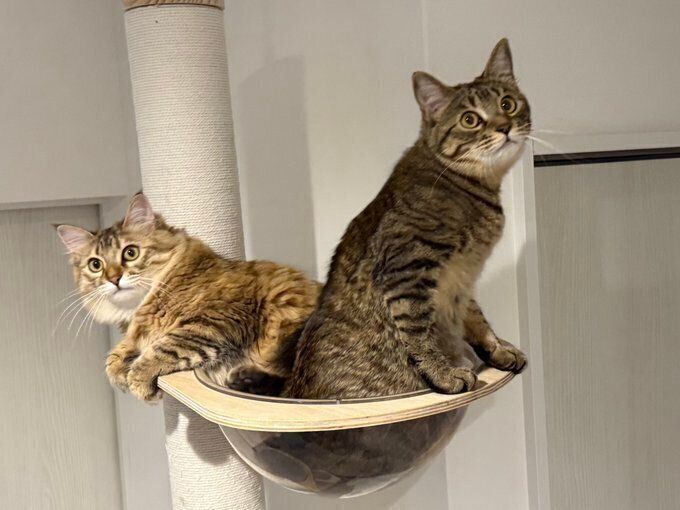 ルルくんとララちゃん