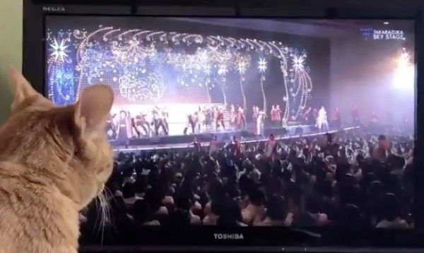 テレビを見るポン子ちゃん