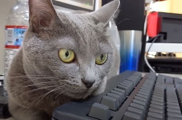 ねこ　ハムちゃん