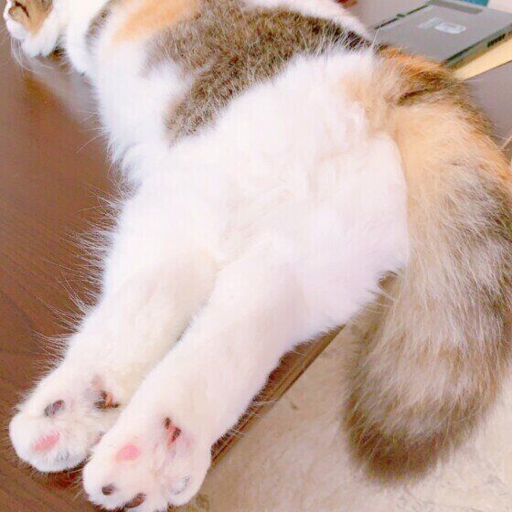 おしりを見せるマンチカン