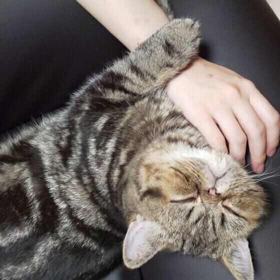 エキゾチックショートヘアのムッシュくん♪