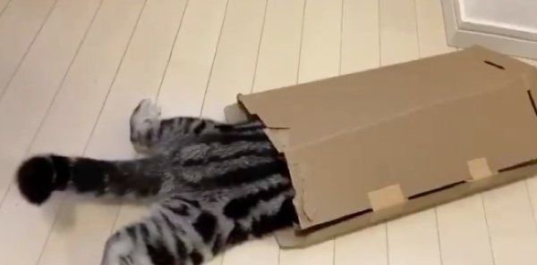 ダンボールにハマるアビーちゃん