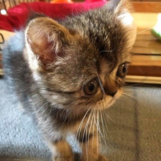 見つめるエキゾチックショートヘア