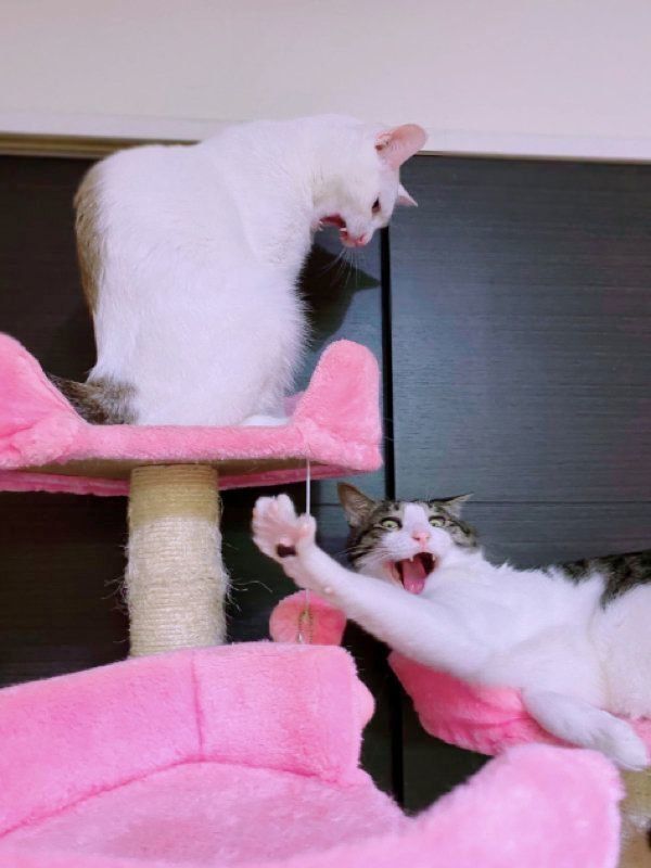 キャットタワーでくつろぐちょこくんと、みんとくん