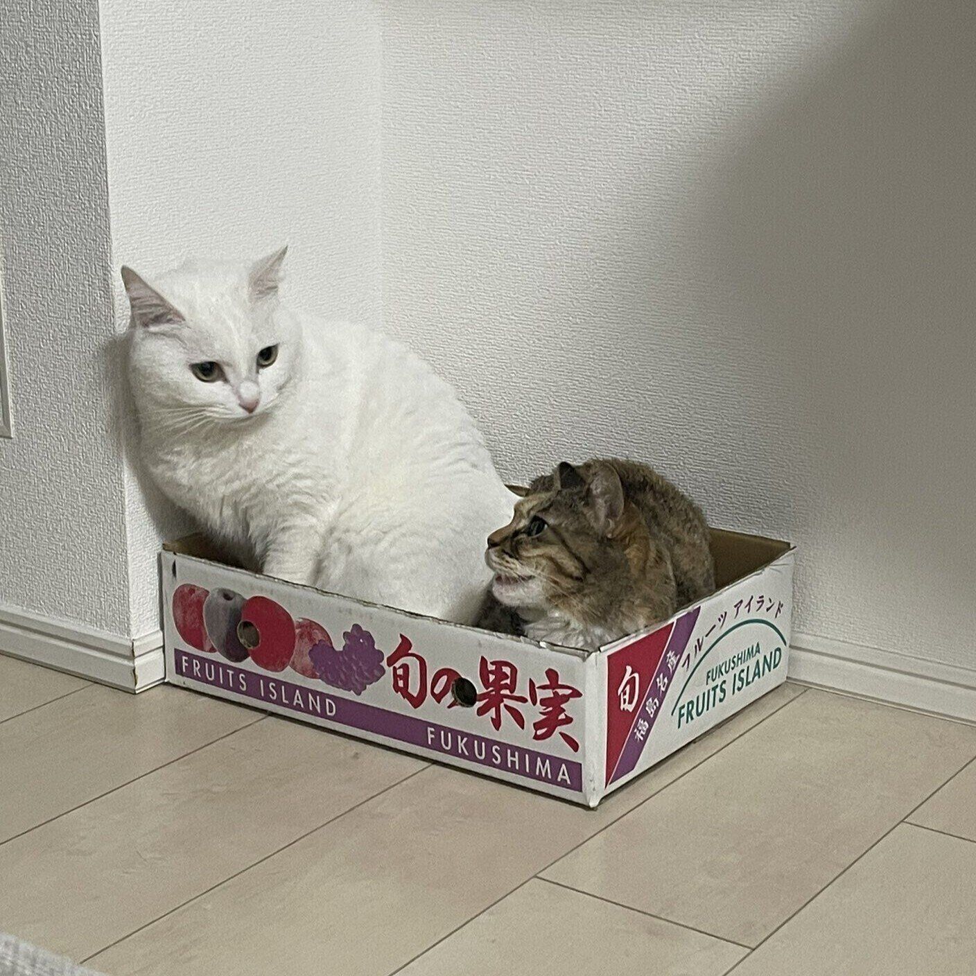 むぎちゃん（写真手前）が箱の中でリラックスしているところにやって来たうにちゃん