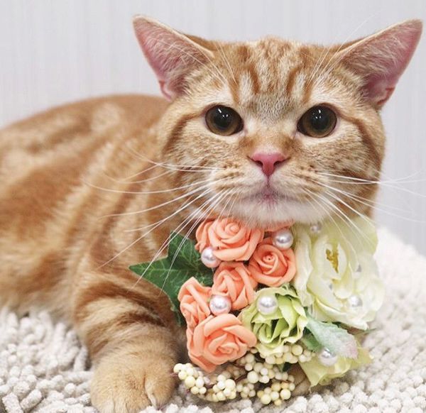 物音が気になる猫