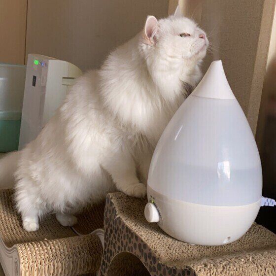 白MIXのマロニーくん