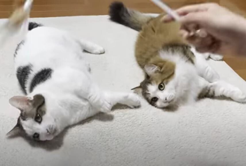 シンクロする猫