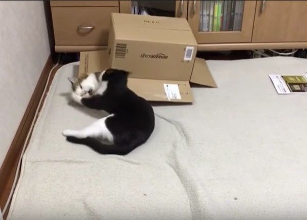 ヤドカリにゃんこ