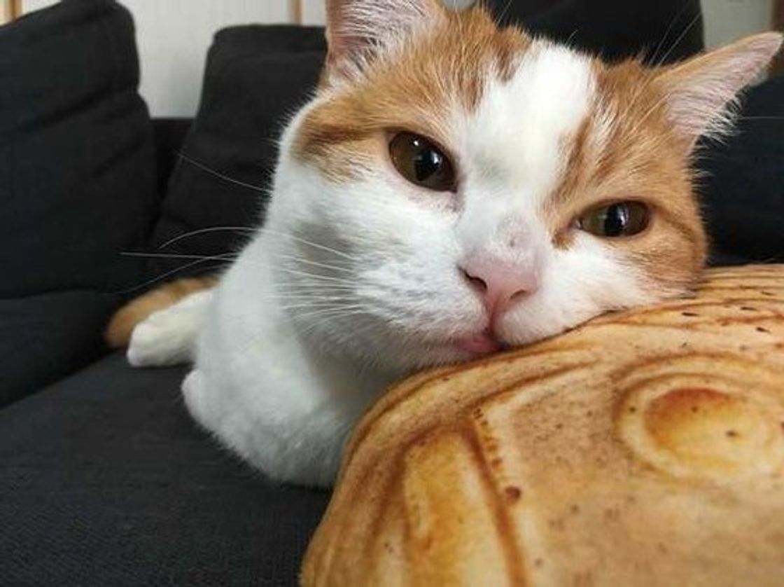 人にとっては体に嬉しい野菜 猫に与えていいの 猫に関する食べ物クイズ ねこのきもちweb Magazine 人にとっては体に嬉しい野菜 猫に与えていいの 猫に関する食べ物クイズ ねこのきもちweb Magazine