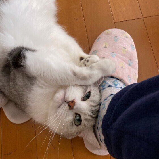 サバトラのくーたちゃん