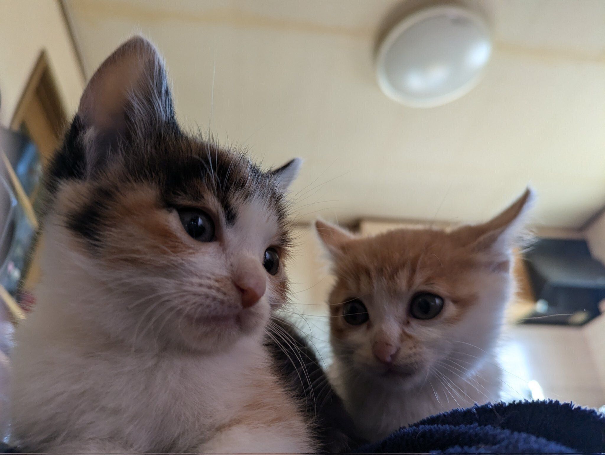 迎え入れた頃のエマちゃんとノエルちゃん