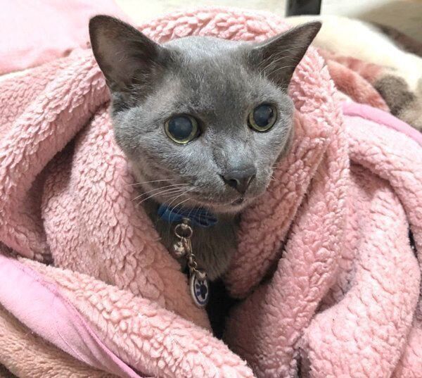 布団にくるまるニャーゴチンちゃん