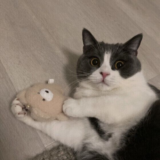 ぬいぐるみで遊ぶまめくん