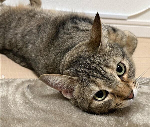 ヌイヌイちゃん