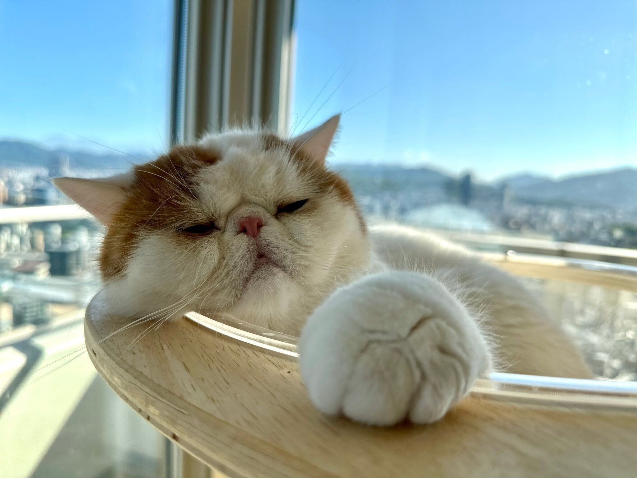 まったりするひるねくん