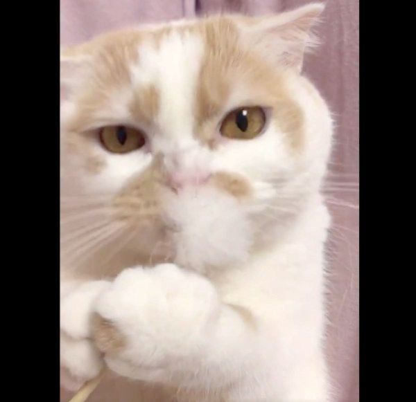 耳かきのニオイを嗅ぐホイップクリームちゃん