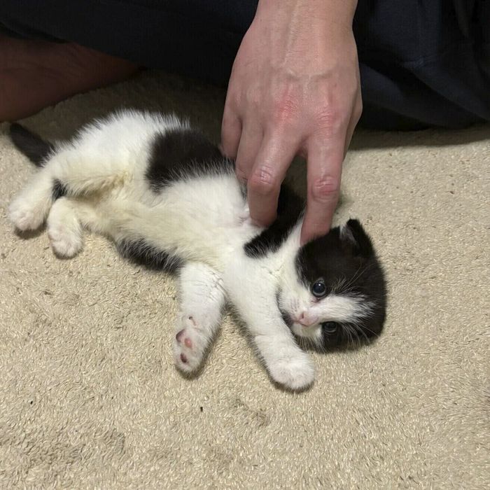 飼い主さん宅にやって来た日に撮影された1枚