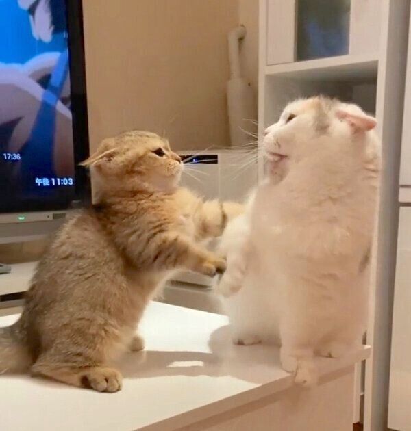 「ポカスカ」とじゃれ合うしらすちゃん、にぼしちゃん