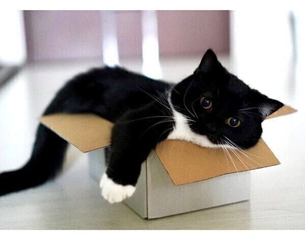 箱に入るうにくん