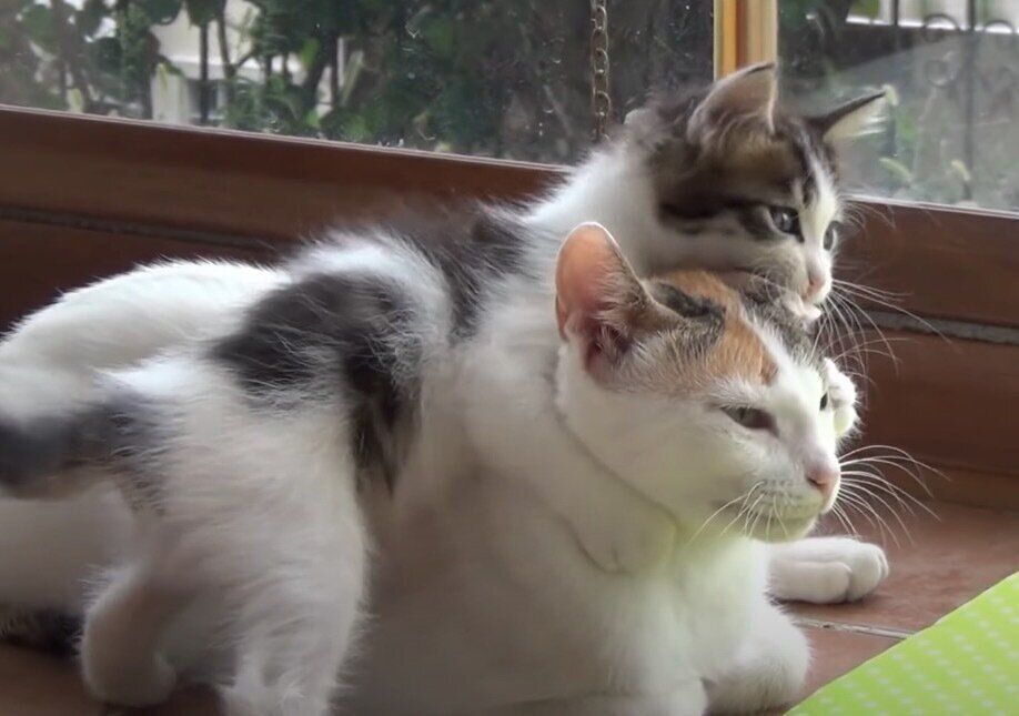 母猫にかじりつく子猫