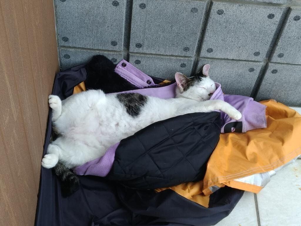 ゴロゴロするわらびちゃん