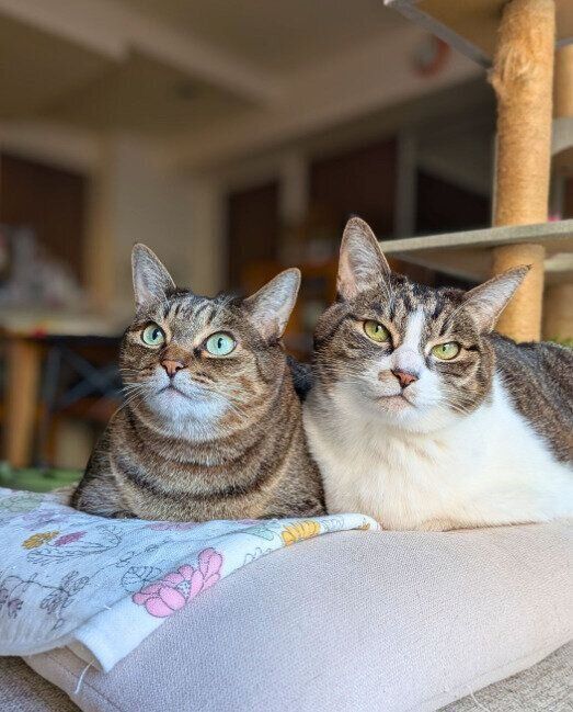 寄り添ってくつろぐ2匹の猫