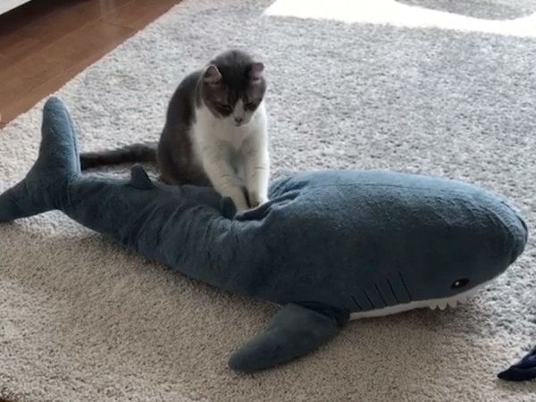 ぬいぐるみの疲れをほぐす猫