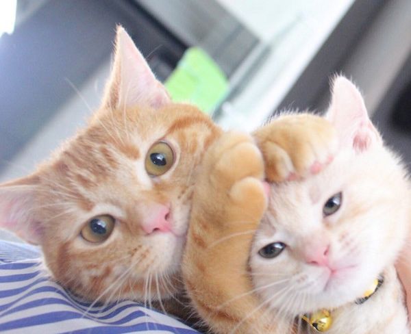 アイスを奪い合う猫