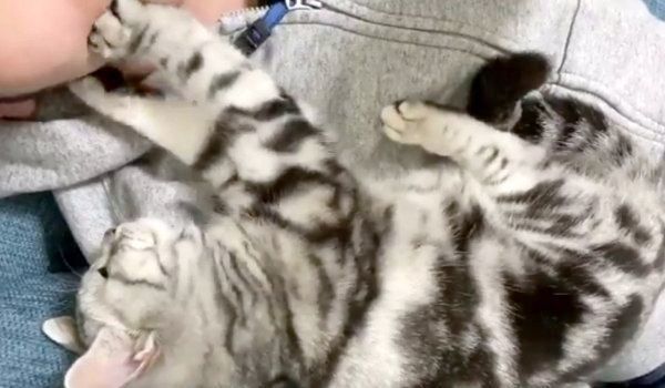 飼い主さんの顔をフミフミするアビーちゃん