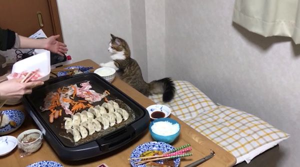 お肉が気になる猫