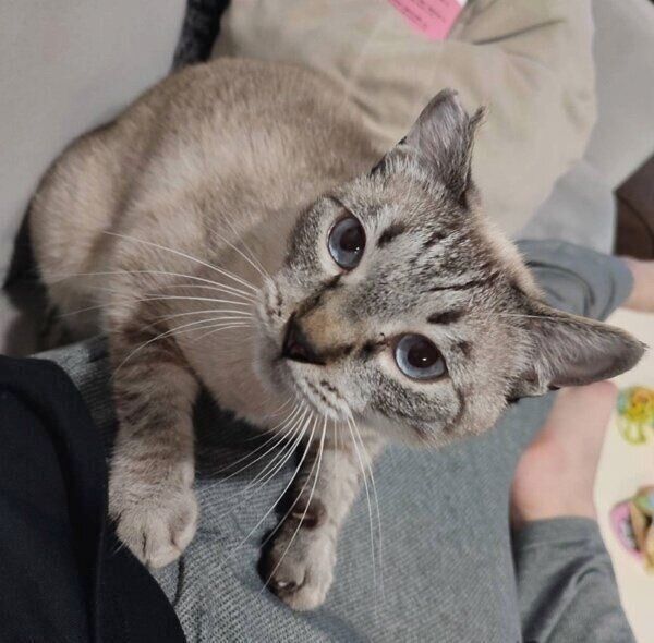 飼い主さんになでてほしい海空くん