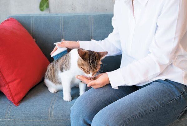 おやつを食べる猫