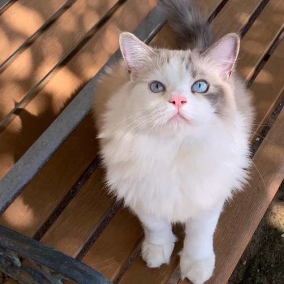 ラグドールの姫ちゃん