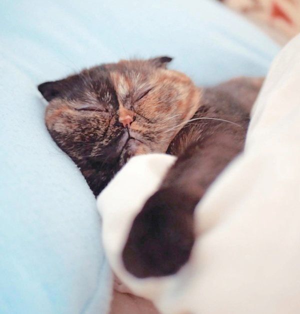 元保護猫・うにちゃん