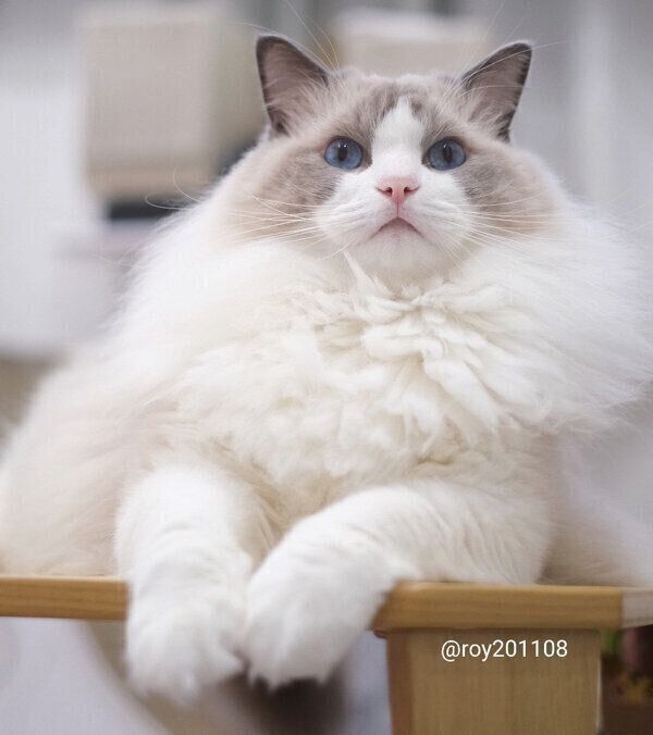 冬毛になったロイちゃん