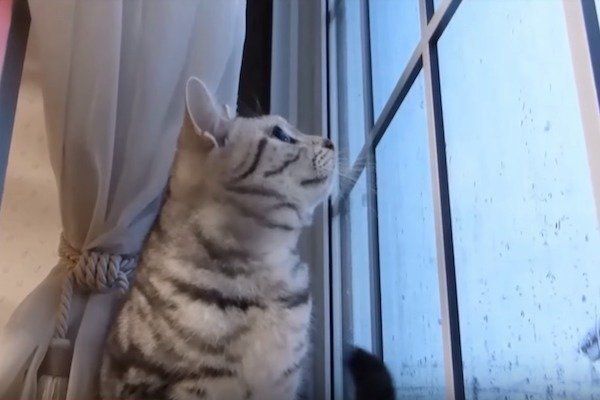 雪に興奮する猫