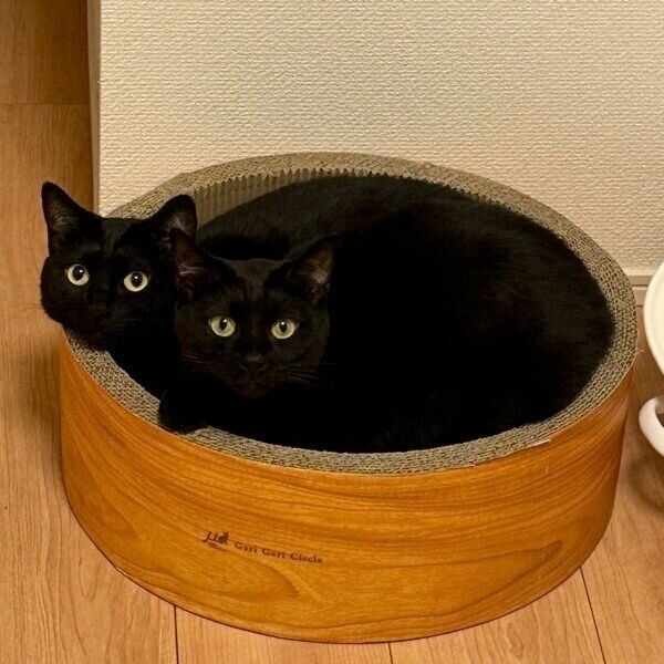 同じポーズでカメラを見るチックくんとタックくん