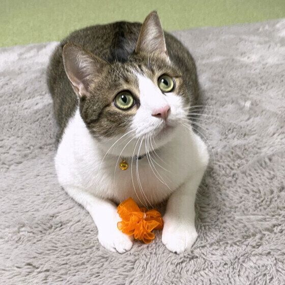 MIX茶白の五郎くん