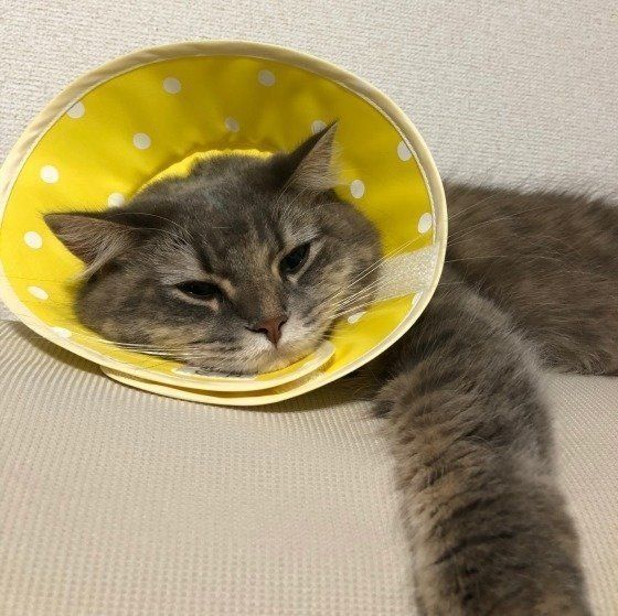 エリザベスカラーを付けた猫