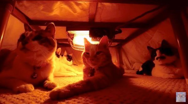 こたつの中でくつろぐ猫