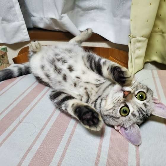 おなかを出すアメリカンショートヘア