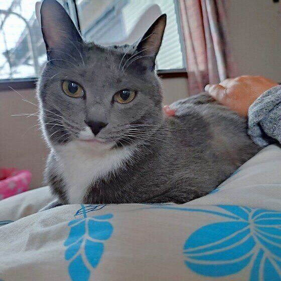 布団の上にのるグレーの猫