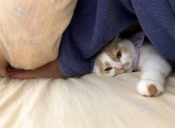 飼い主さんの足を「家」だと思っているホイちゃん