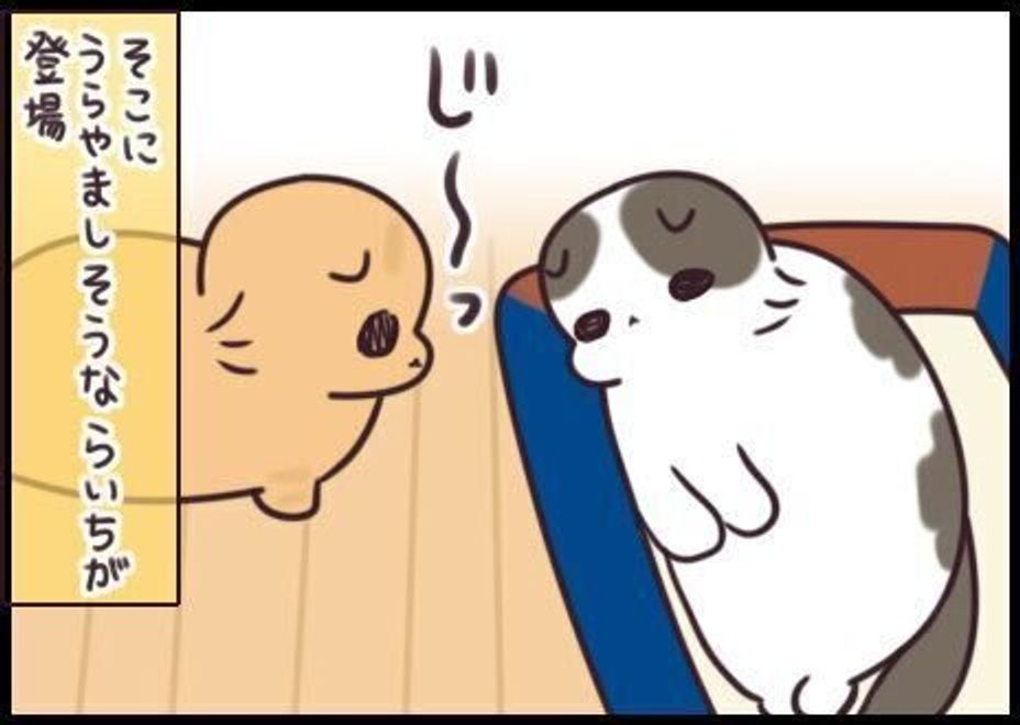 2匹いるとすべて2つは必要 わかった もう1つ買ってくるね 連載 もふもふスコたん 192 ねこのきもちweb Magazine 2匹いるとすべて2つは必要 わかった もう1つ買ってくるね 連載 もふもふスコたん 192 ねこのきもちweb Magazine